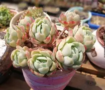 明月落枝小说作品